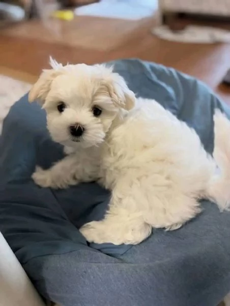 Maltesei cuccioli maschio e femmina