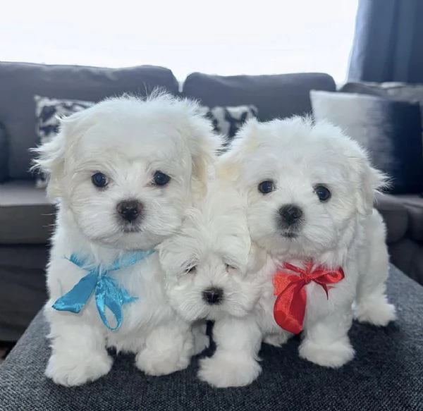 Maschio e femmina Maltese | Foto 0