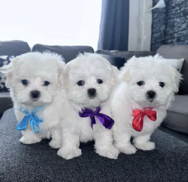 Maschio e femmina Maltese