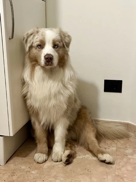 PASTORE AUSTR RED MERLE disponibile per MONTA