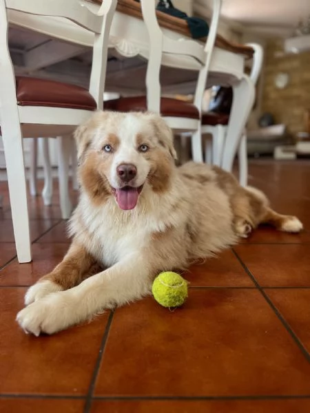 PASTORE AUSTR RED MERLE disponibile per MONTA | Foto 1