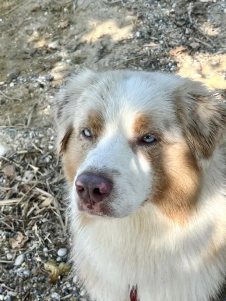 PASTORE AUSTR RED MERLE disponibile per MONTA | Foto 0