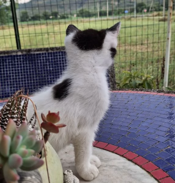 Gatti bianchi e neri | Foto 0