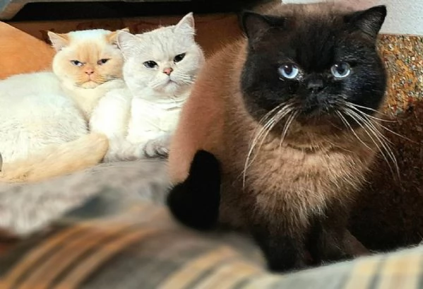 Gattini British Shorthair in vendita