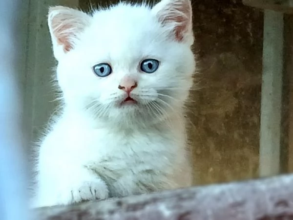 Gattini British Shorthair in vendita | Foto 2