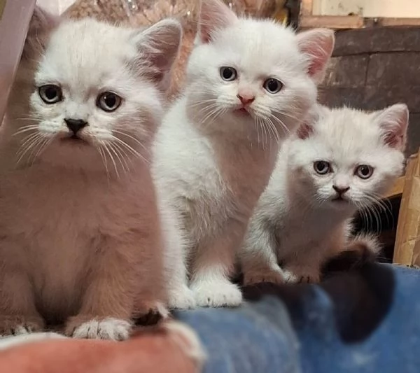 Gattini British Shorthair in vendita | Foto 1
