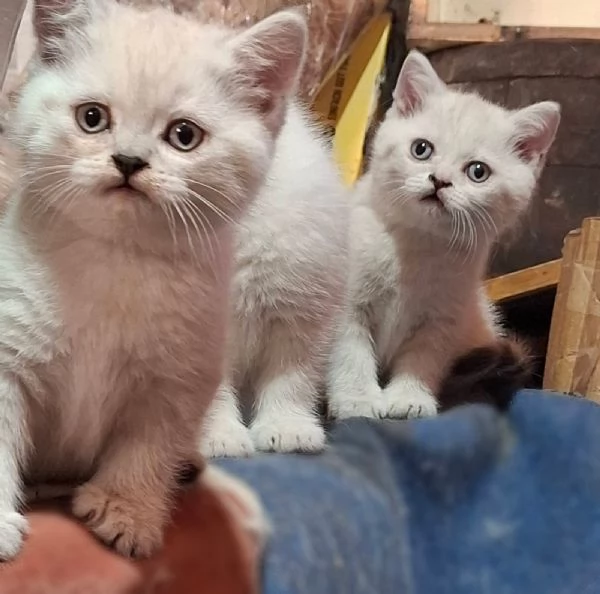 Gattini British Shorthair in vendita | Foto 0