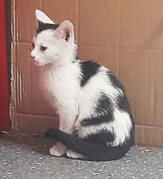 Gattini di 3 mesi cercano casa disperatamente | Foto 2