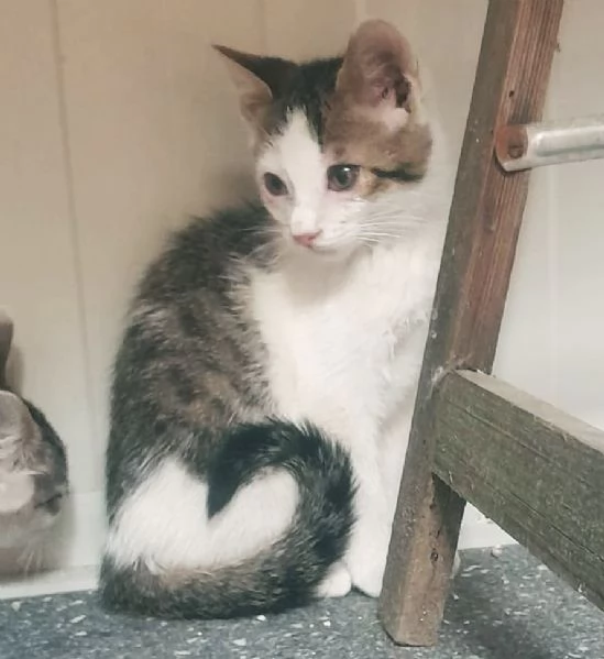 Gattini di 3 mesi cercano casa disperatamente | Foto 1