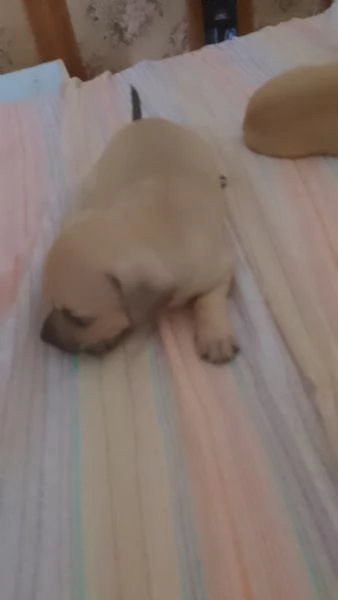 Vendesi cuccioli chihuahua pincher bellissimi affettuosi giocherelloni 