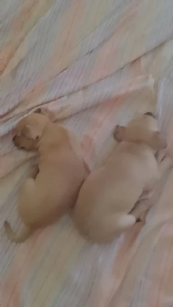 Vendesi cuccioli chihuahua pincher bellissimi affettuosi giocherelloni  | Foto 1