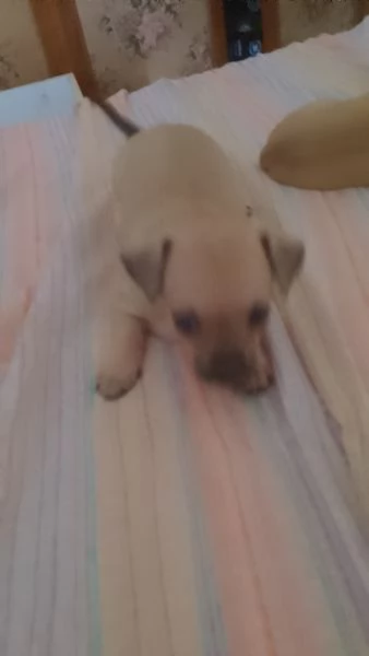 Vendesi cuccioli chihuahua pincher bellissimi affettuosi giocherelloni  | Foto 0