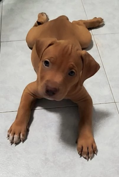 Cuccioli American Pitbull Terrier Red Nouse  | Foto 4