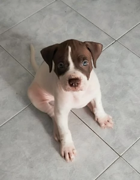 Cuccioli American Pitbull Terrier Red Nouse  | Foto 3