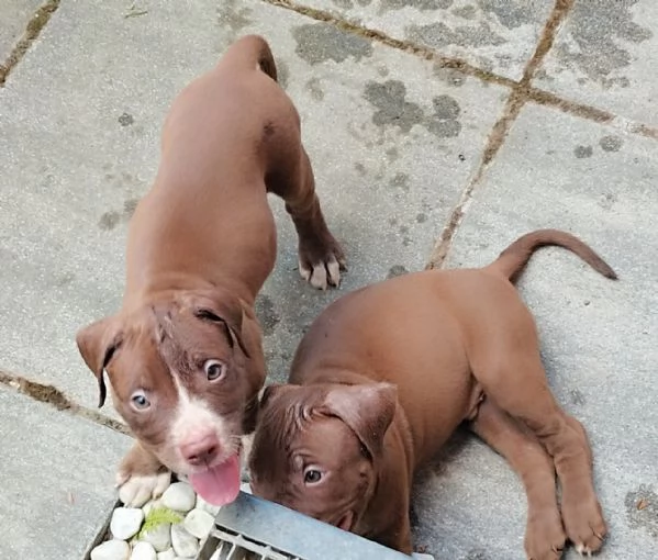 Cuccioli American Pitbull Terrier Red Nouse  | Foto 2