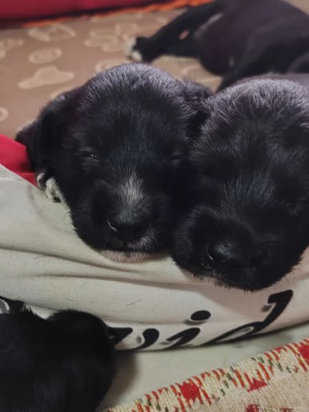 Cuccioli in regalo 