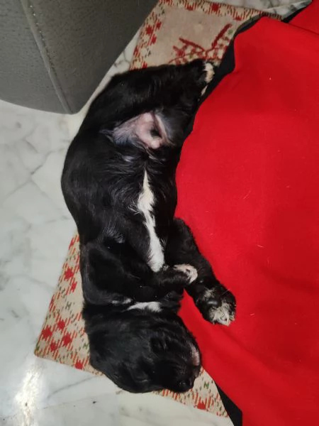 Cuccioli in regalo  | Foto 2