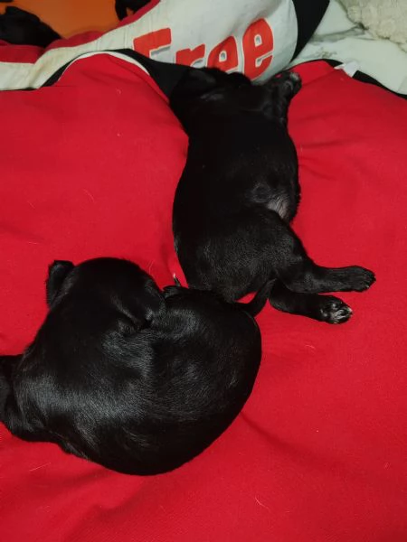 Cuccioli in regalo  | Foto 1