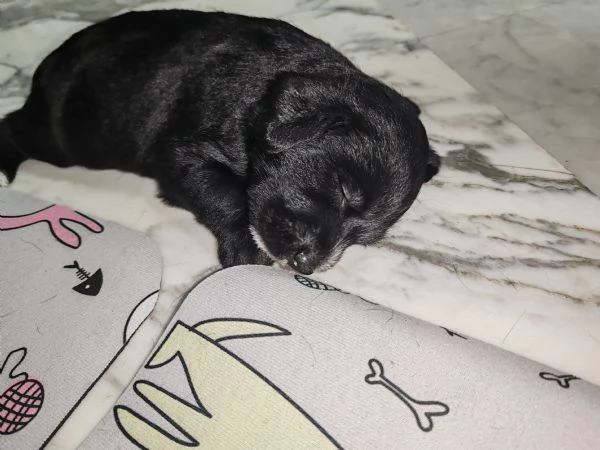Cuccioli in regalo  | Foto 0