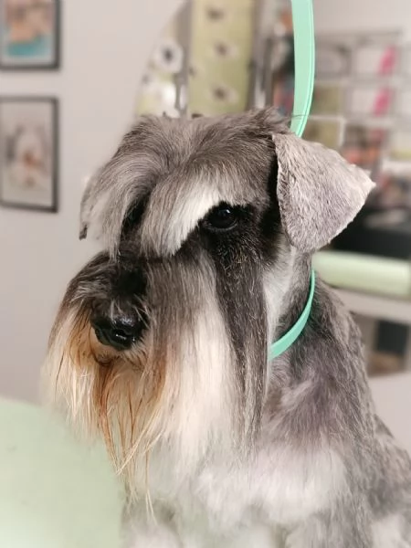 Accoppiamento ZWERGSCHNAUZER PEPE SALE  Da Privato