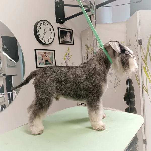 Accoppiamento ZWERGSCHNAUZER PEPE SALE  Da Privato | Foto 0
