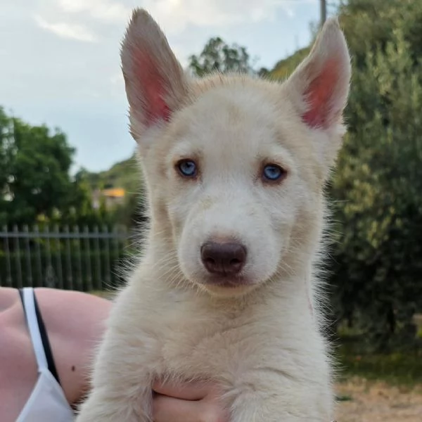 Cuccioli di siberian husky | Foto 4