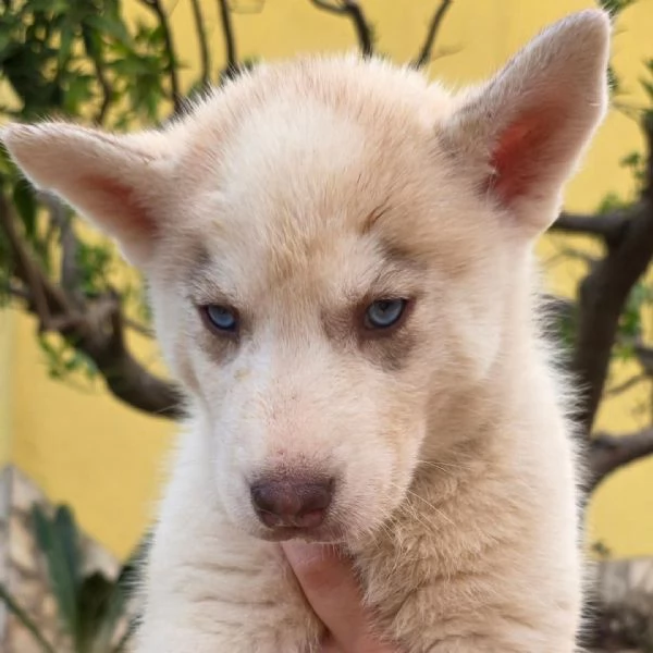 Cuccioli di siberian husky | Foto 3