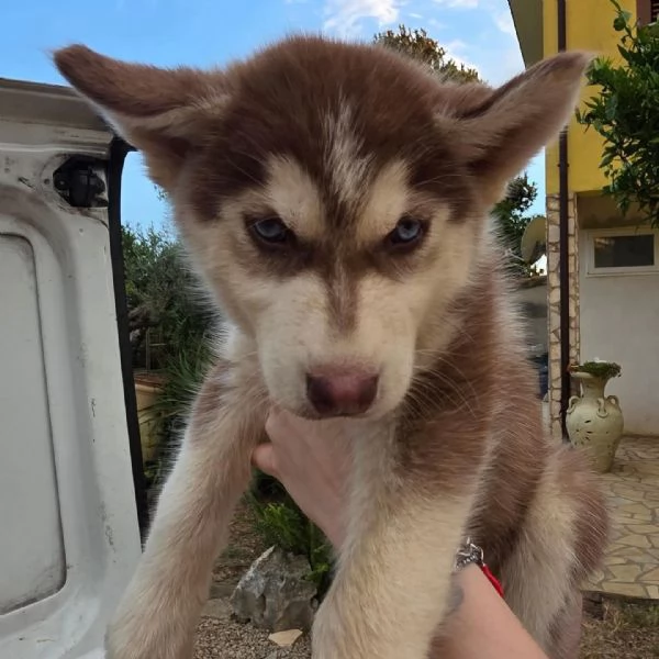 Cuccioli di siberian husky | Foto 2