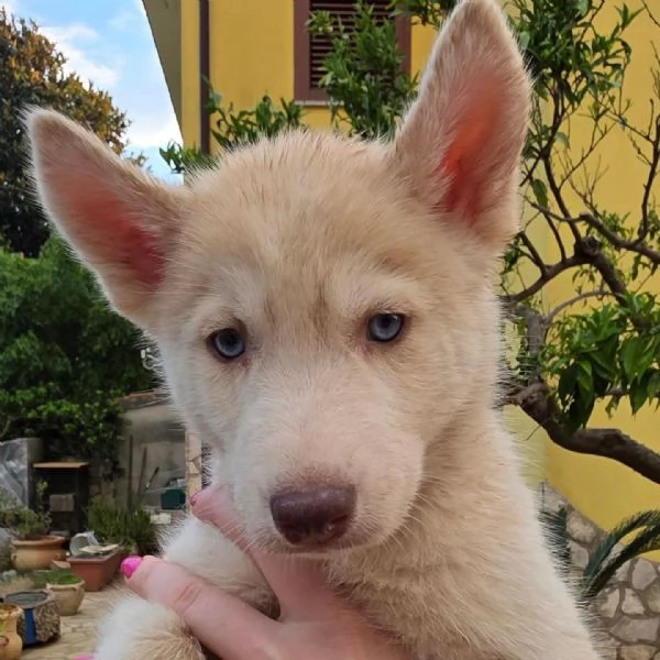 Cuccioli di siberian husky | Foto 1