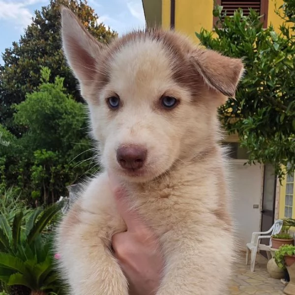Cuccioli di siberian husky