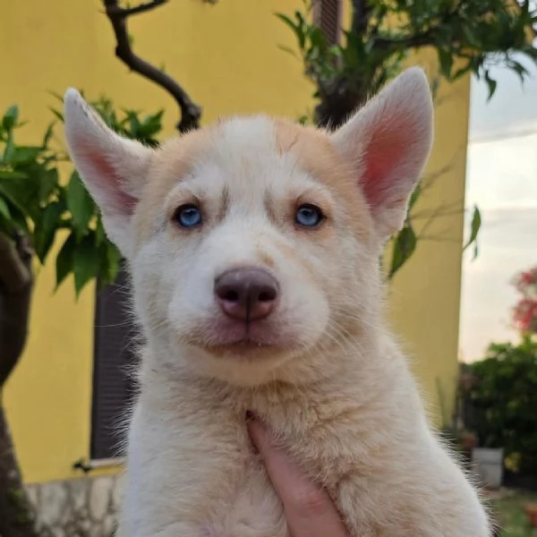 Cuccioli di siberian husky | Foto 0