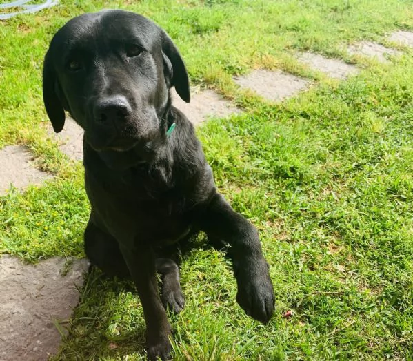 Labrador in regalo