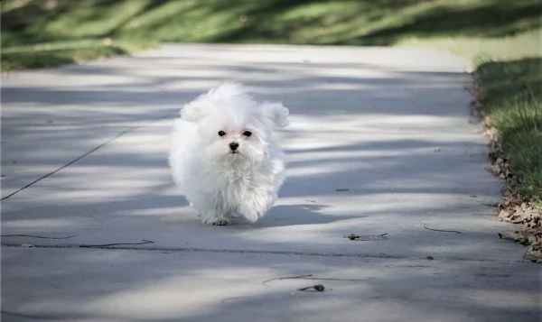 cucciolino colore bianco toy di maltese sesso maschio | Foto 2