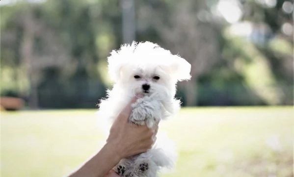 cucciolino colore bianco toy di maltese sesso maschio | Foto 1