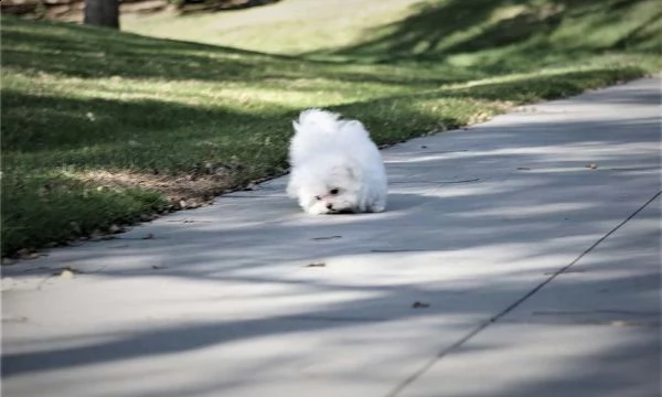 cucciolino colore bianco toy di maltese sesso maschio | Foto 0