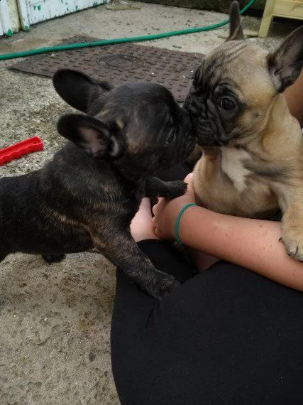 tutto nero lucido e petto bianco di bulldog francese nero | Foto 1