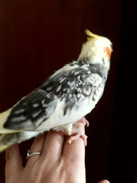 calopsita allevata a mano | Foto 1