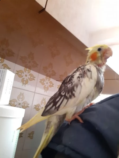 calopsita allevata a mano