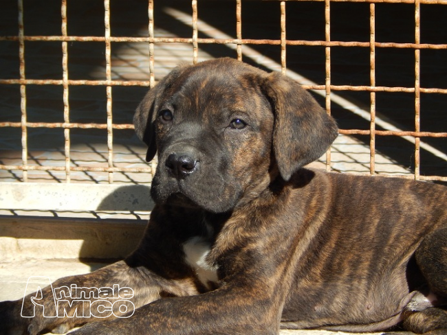 Vendita Cucciolo Da Privato A Fe Cuccioli Di Cane Corso Allevamento