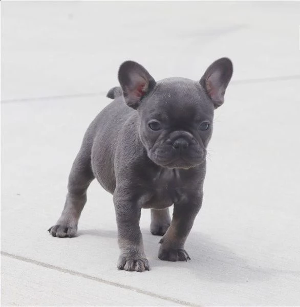 fantastici cuccioli bulldog francese | Foto 2