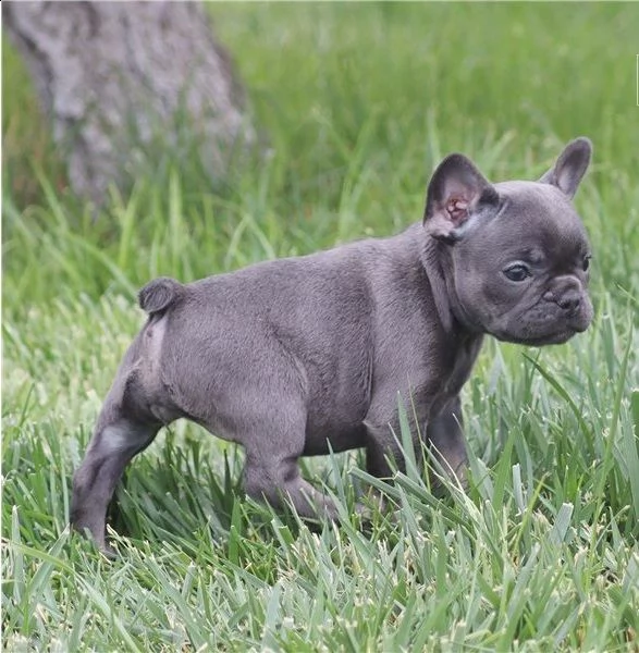 fantastici cuccioli bulldog francese | Foto 1