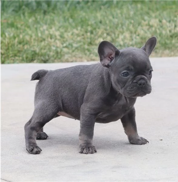 fantastici cuccioli bulldog francese