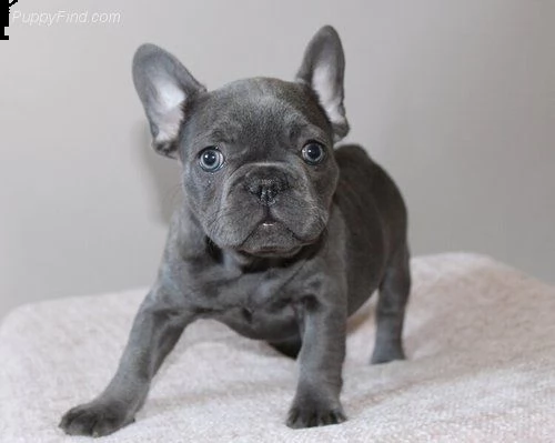fantastici cuccioli bulldog francese | Foto 0