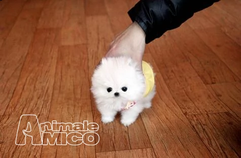 2 cuccioli pomeranian mini toy | Foto 0