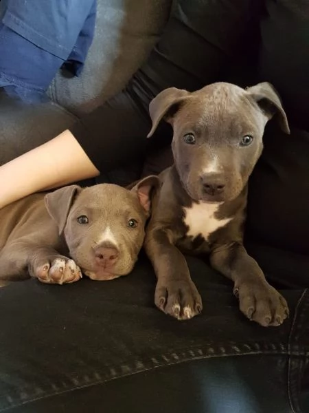 cuccioli pitbull alta genealogia | Foto 0