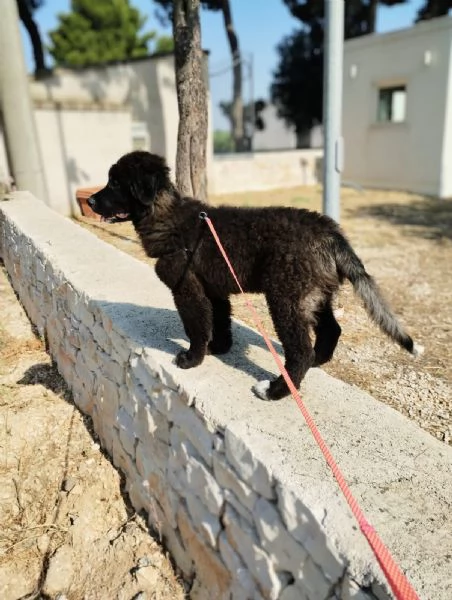 Baloo in adozione | Foto 1