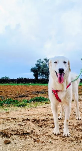 Nix in adozione | Foto 4