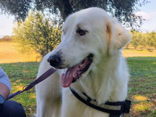 Nix in adozione | Foto 3