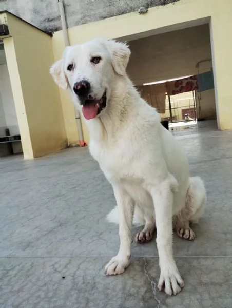 Nix in adozione | Foto 1