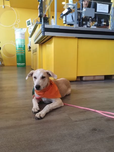 Gea in adozione | Foto 2